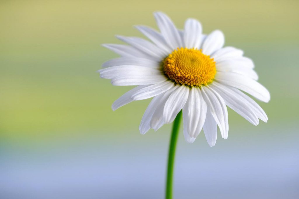 white flower